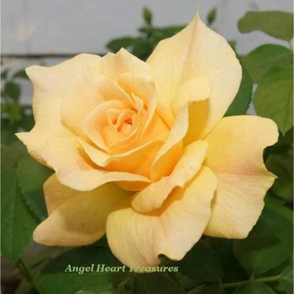 5x7 Original Photography Yellow Rose Garden Bloom